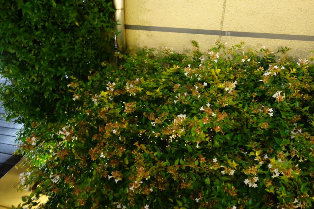 なんばパークス 7F 橋手前 植え込み