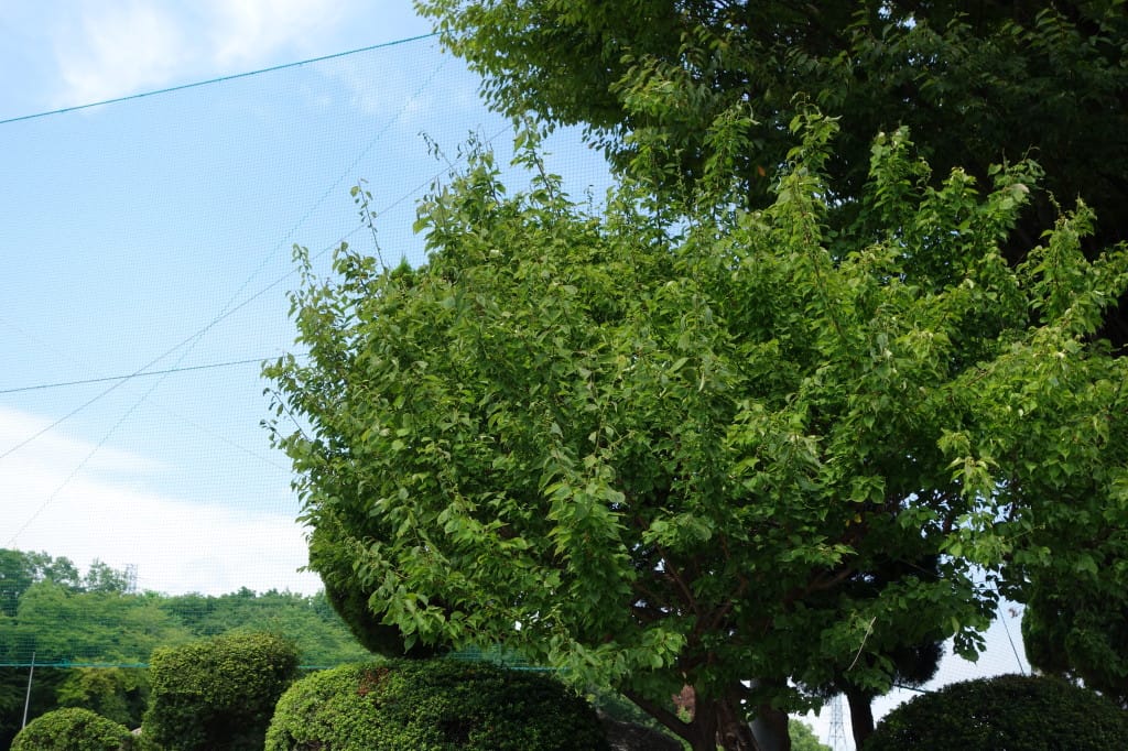 西河原公園南グラウンド入り口