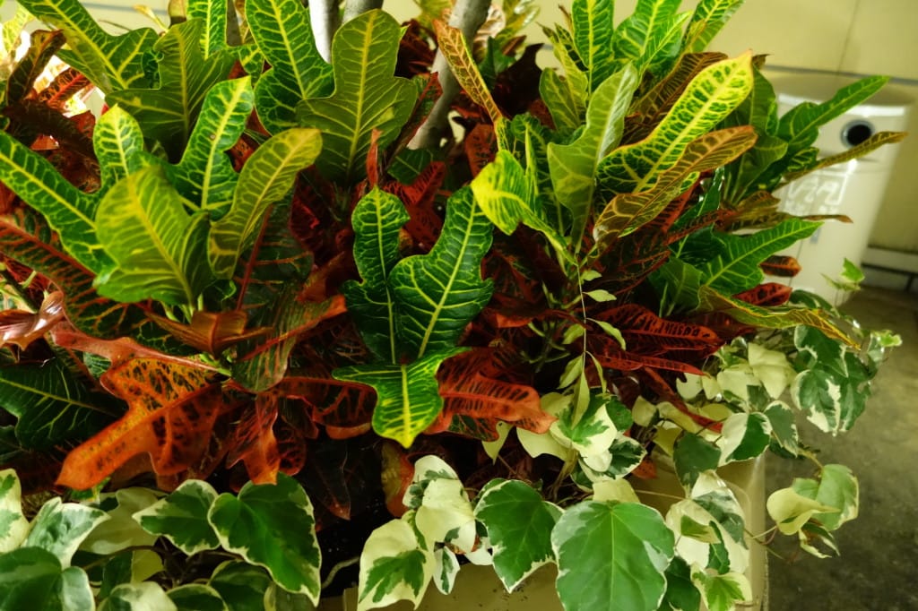 なんばパークス 7F 入口前 植え込み