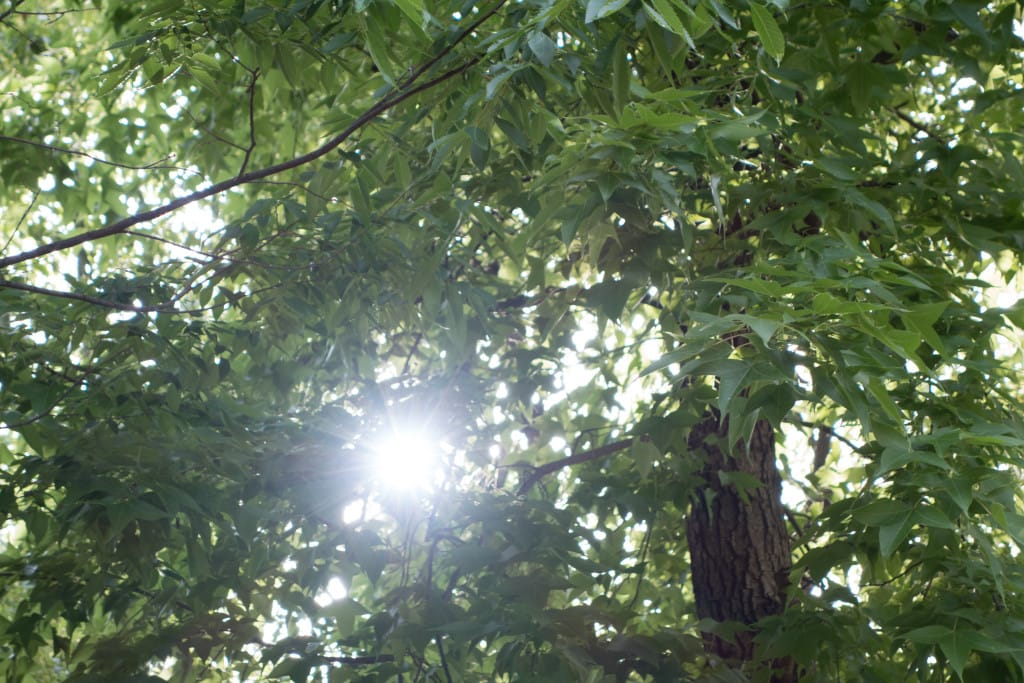 露出ブラケット撮影 3枚目（f4.9 / ISO 320 / 1/100sec. / +0.7EV）